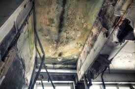 Best Industrial Mold Remediation  in USA